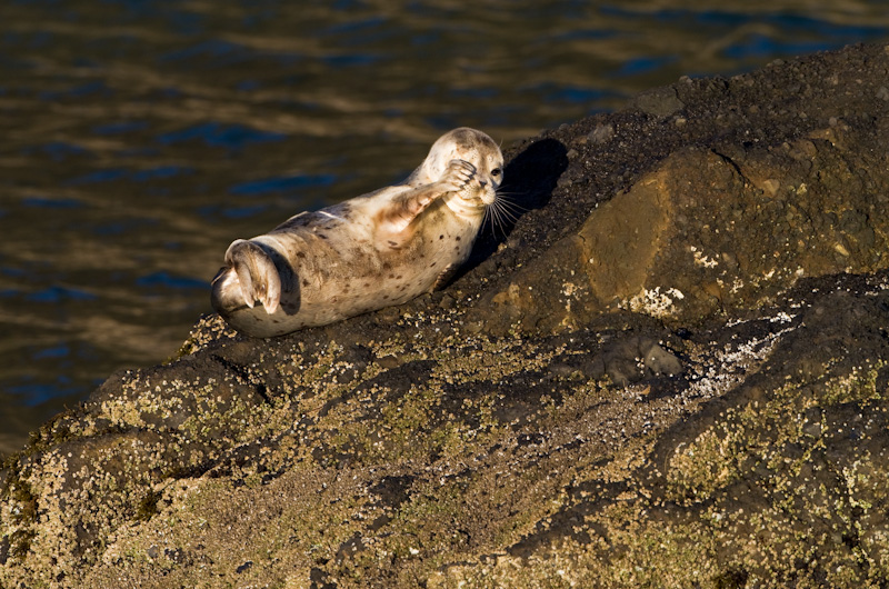 Baby Harbor Seal